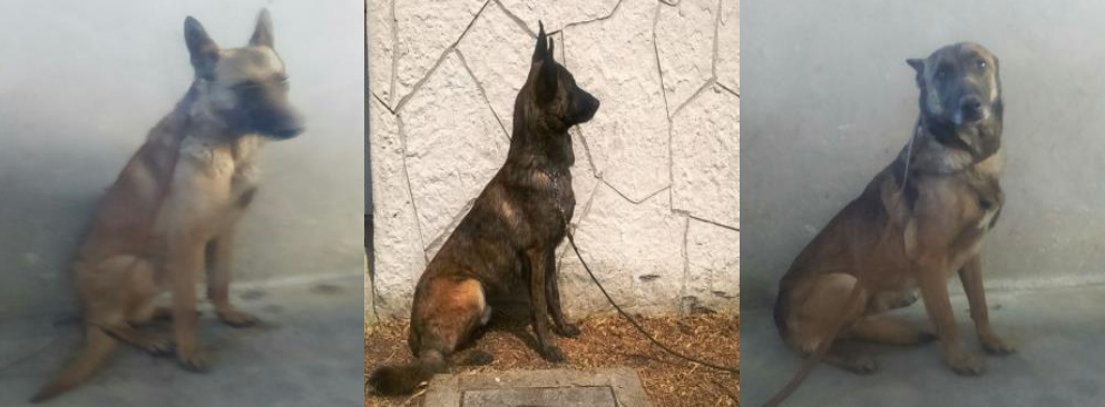 SEPRYTEC K9